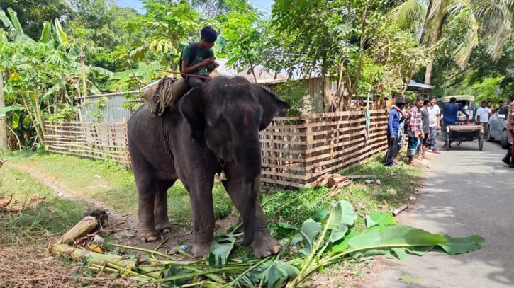 কোটালিপাড়ায় হাতির পায়ে পিষ্ট হয়ে মাহুতের মৃত্যু